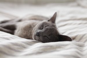 a cat sleeping on bed